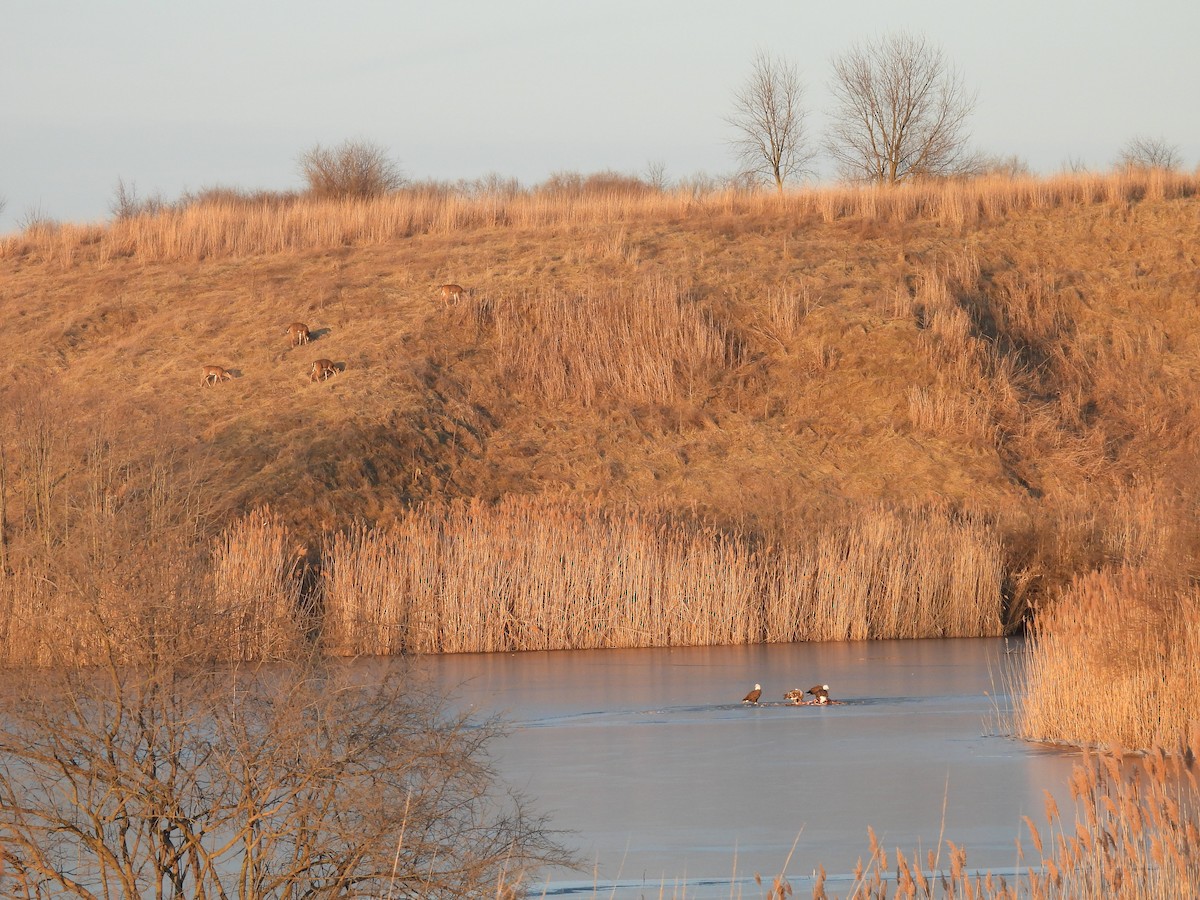 Pygargue à tête blanche - ML646435081