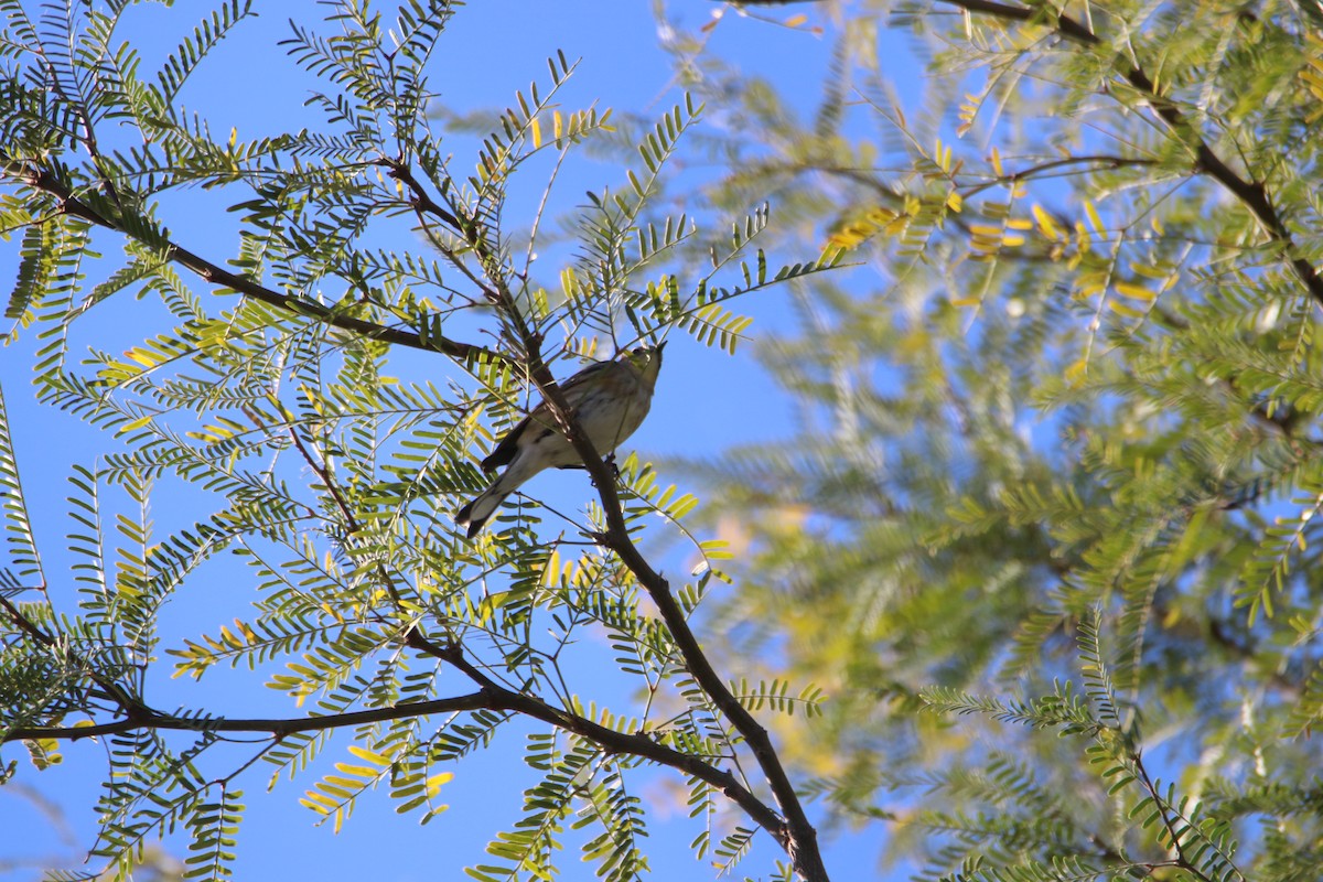 キヅタアメリカムシクイ - ML646435082