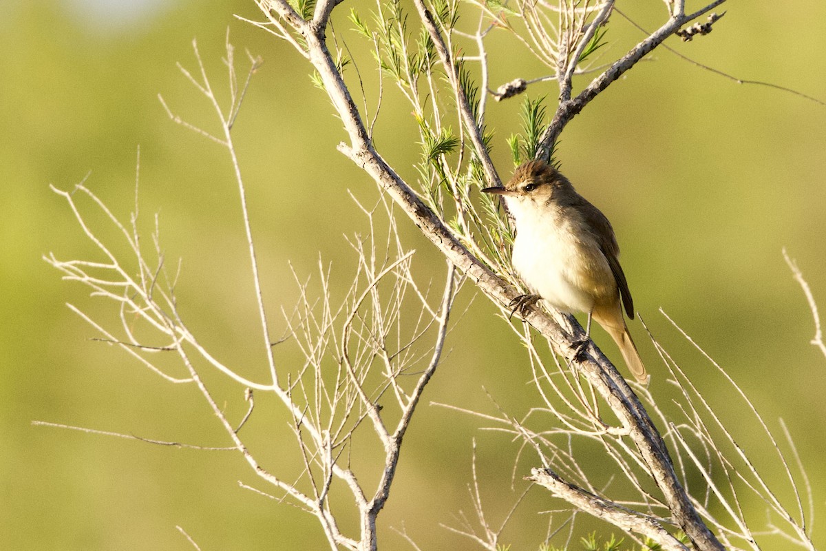 オーストラリアヨシキリ - ML646435083