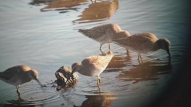 オオハシシギ - ML646435084