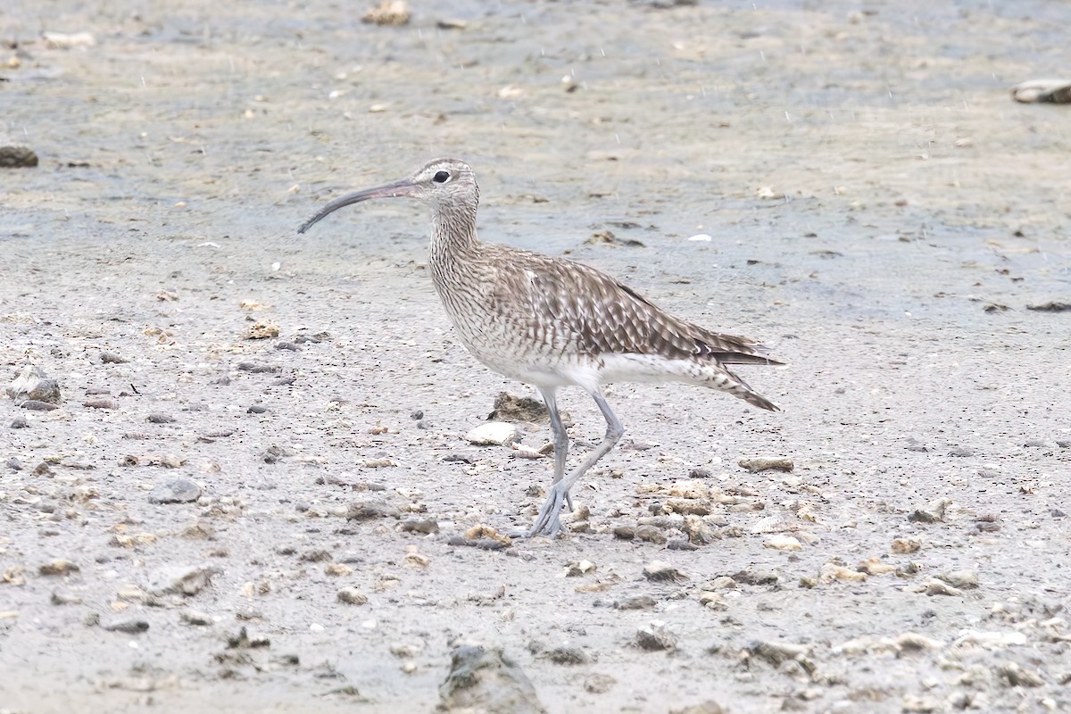 チュウシャクシギ - ML646435085