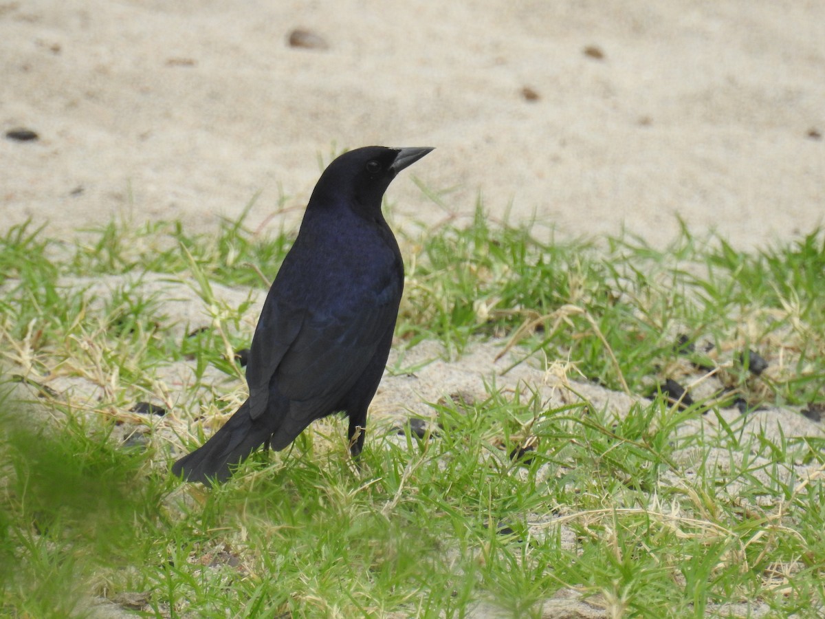 テリバネコウウチョウ - ML646435086