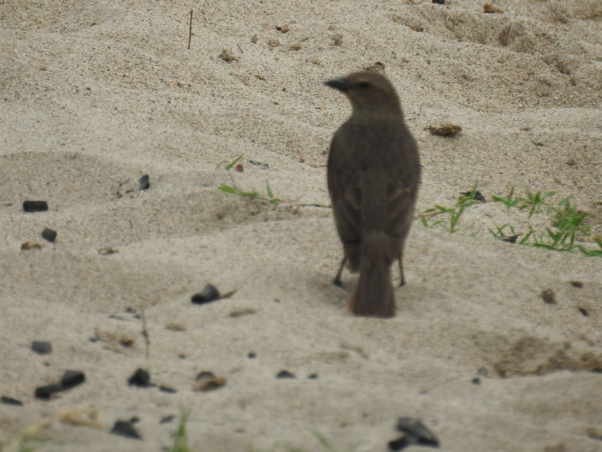テリバネコウウチョウ - ML646435087