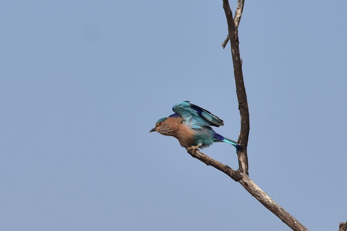 インドブッポウソウ - ML646435088