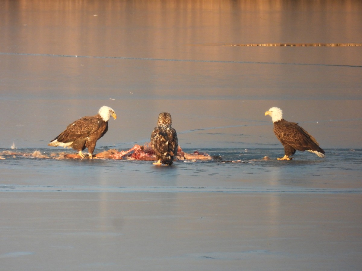 ハクトウワシ - ML646435089