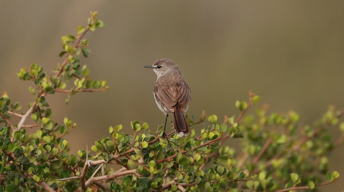 ヤブコマドリ - ML646435093