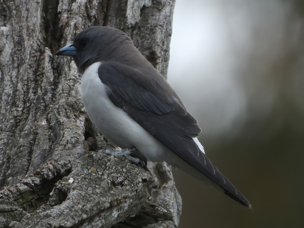 モリツバメ - ML646435094