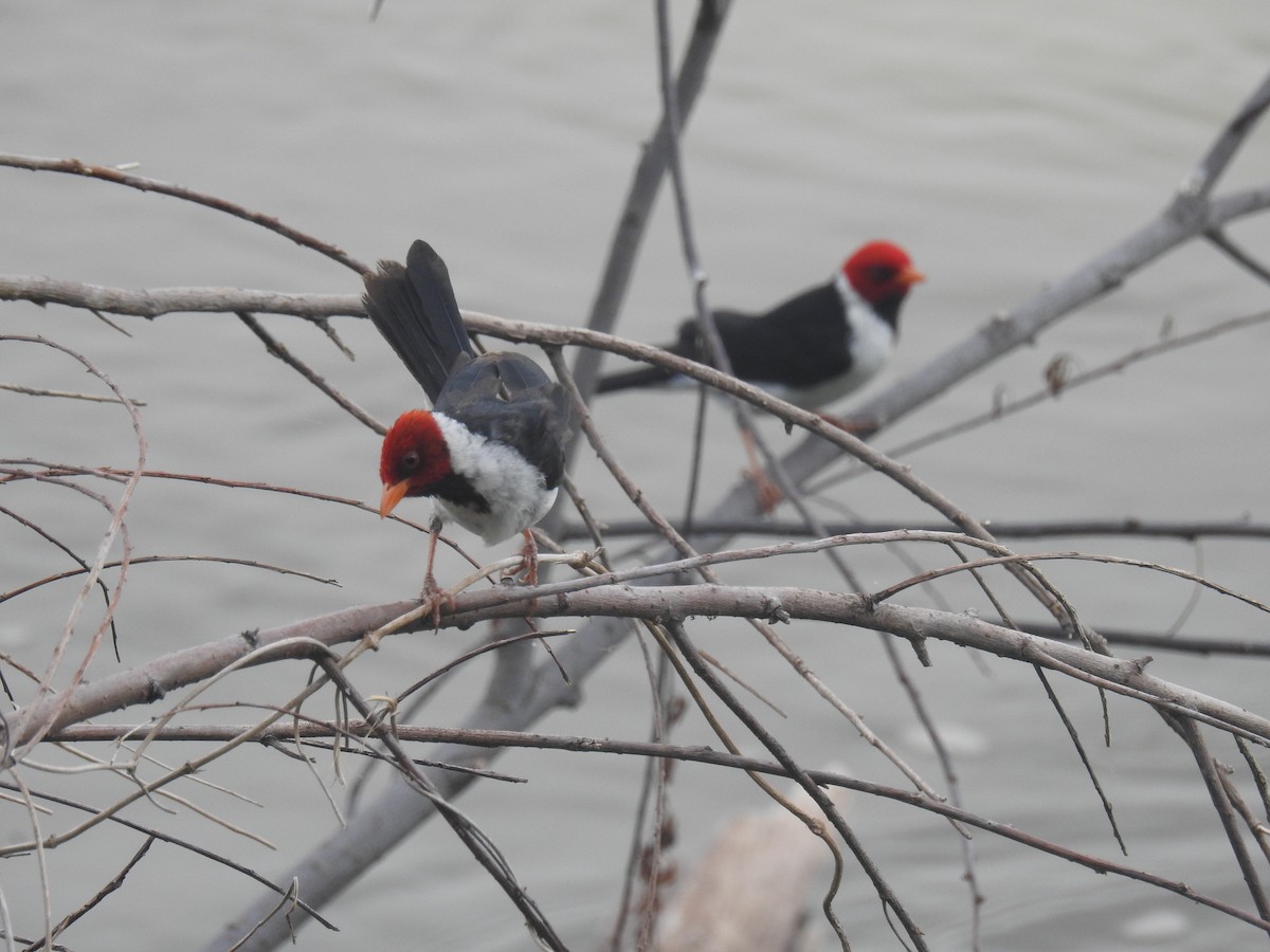 キバシコウカンチョウ - ML646435095