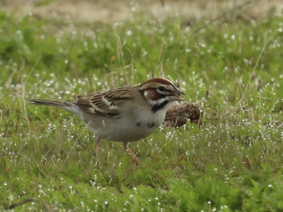 ヒバリヒメドリ - ML646435096