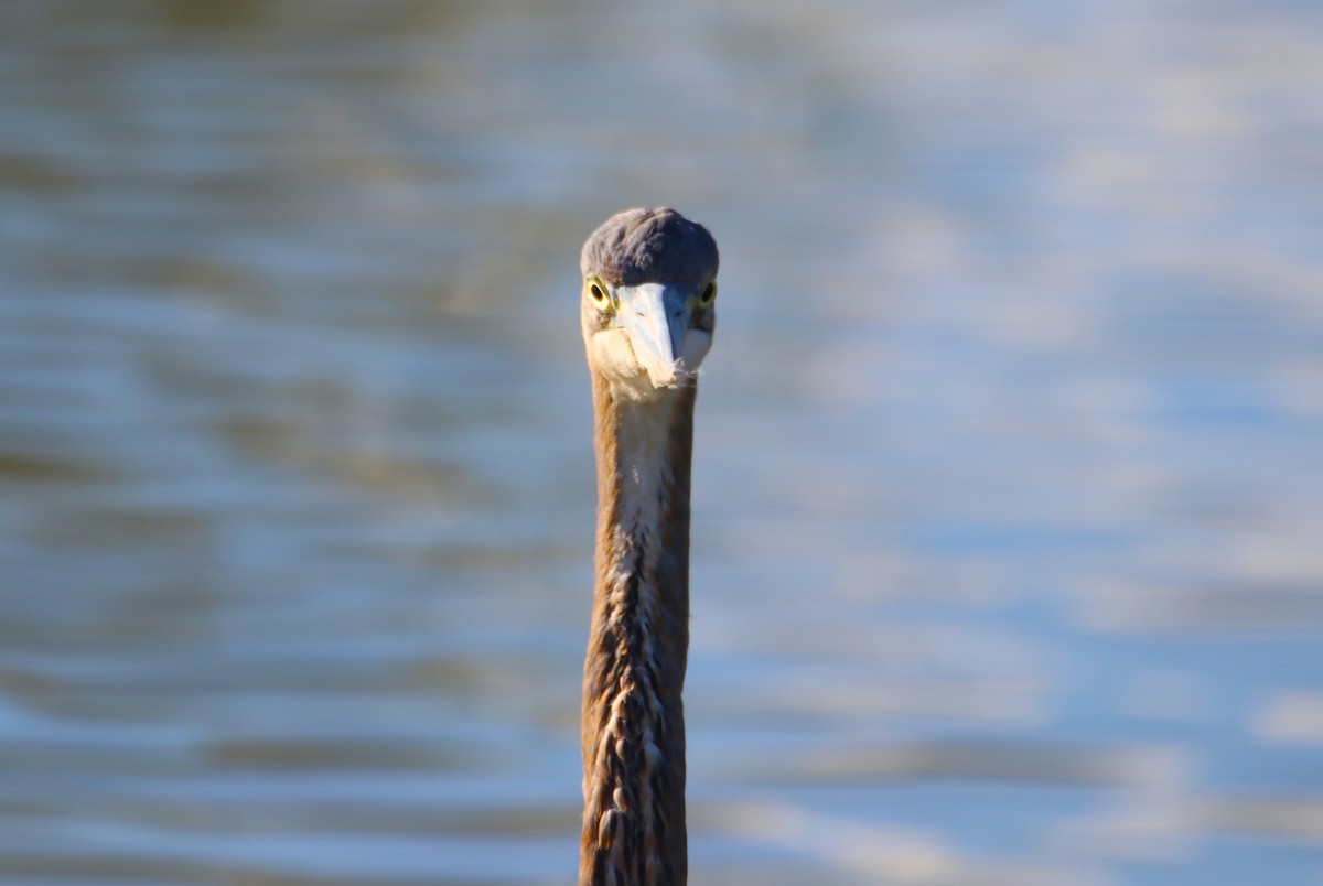 オオアオサギ - ML646435097