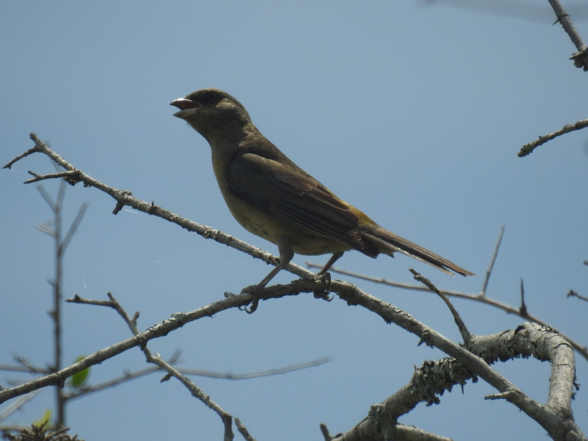 ミナミズアオフウキンチョウ - ML646435098