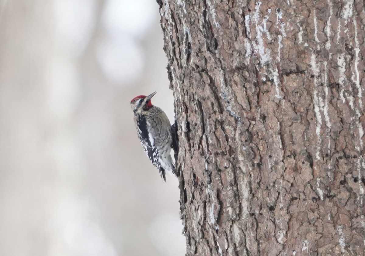 シルスイキツツキ - ML646435099