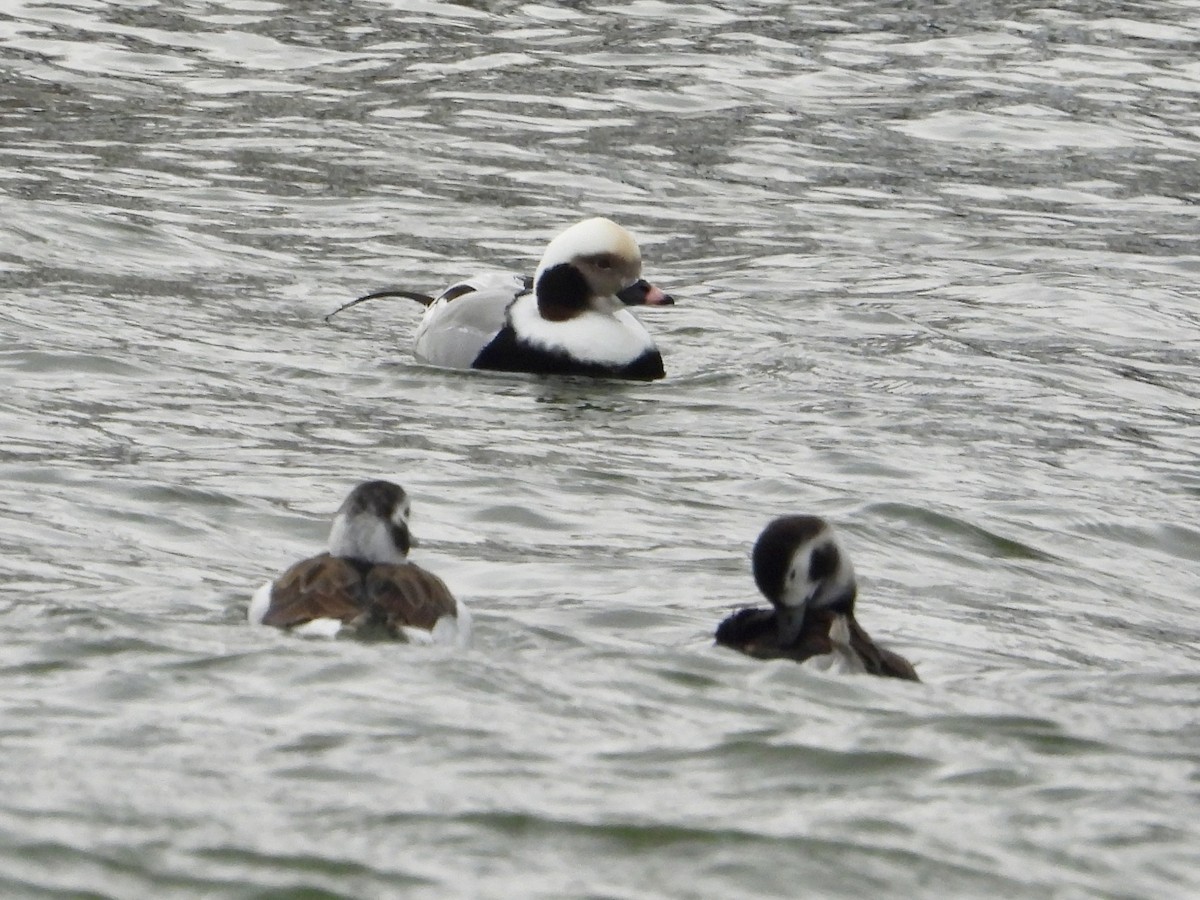 コオリガモ - ML646435101