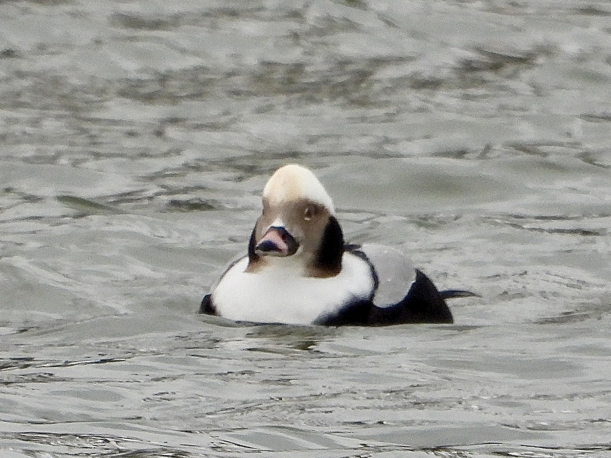 コオリガモ - ML646435102