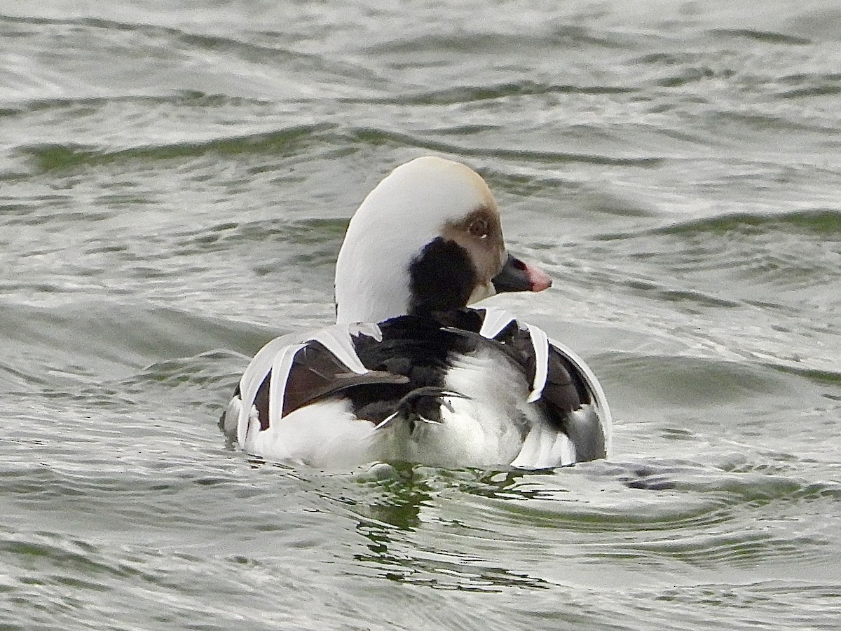 コオリガモ - ML646435103