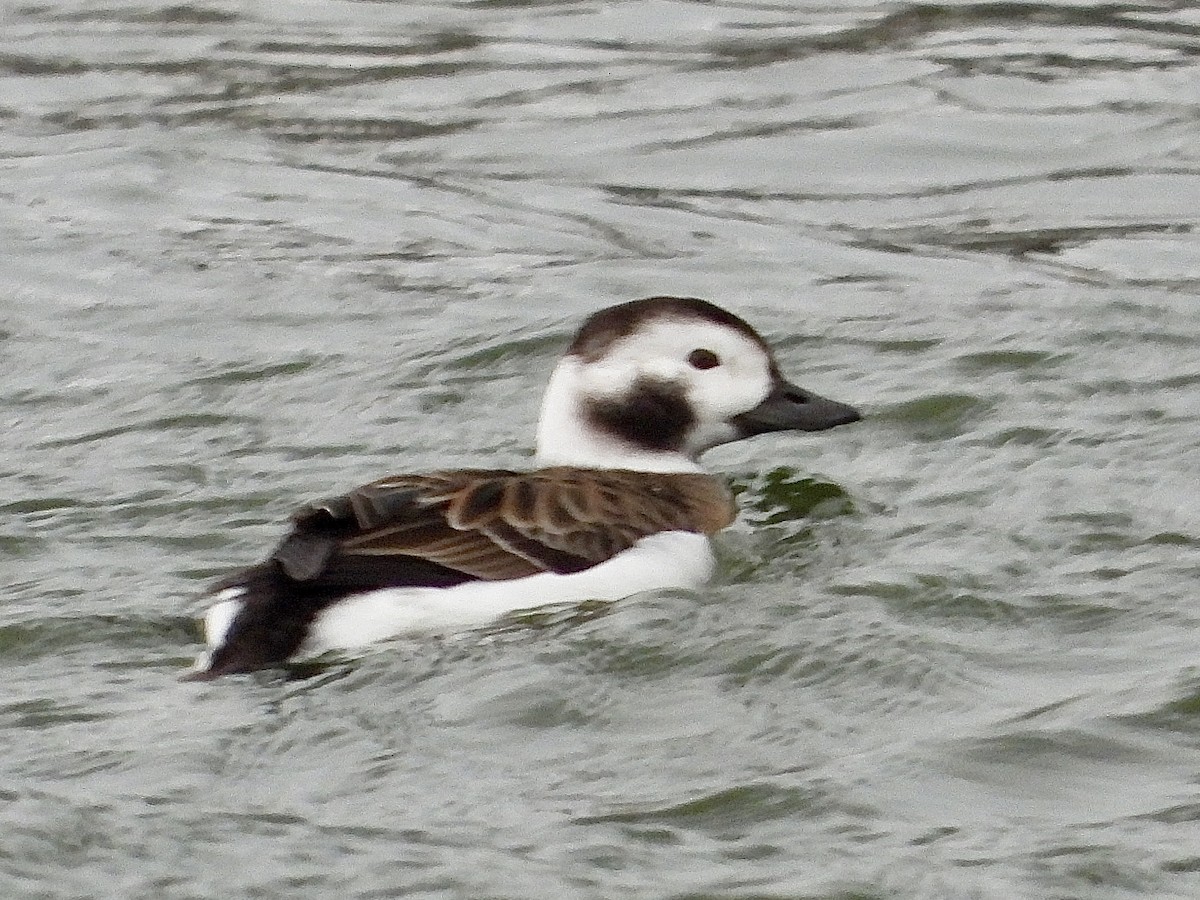 コオリガモ - ML646435104