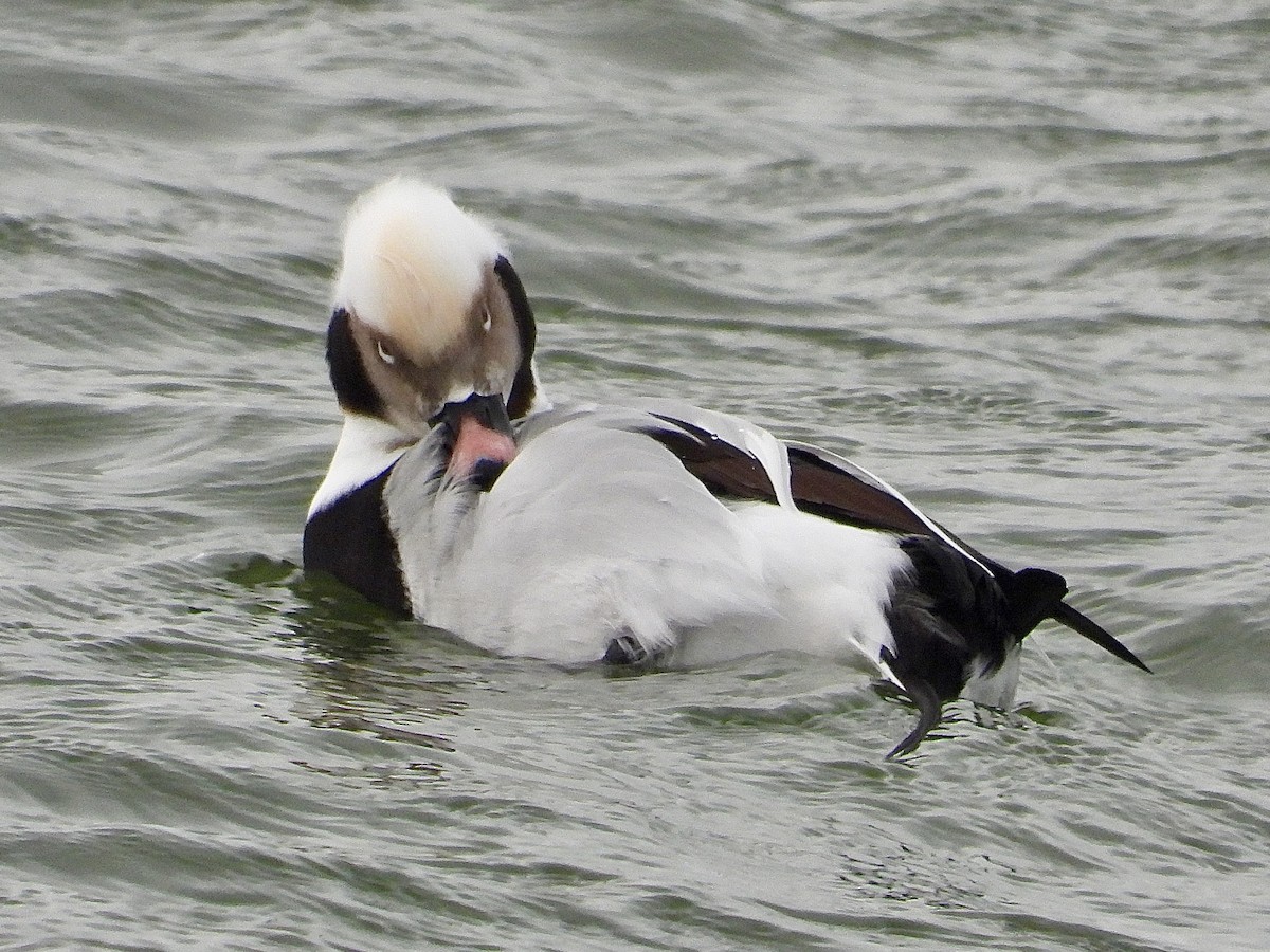 コオリガモ - ML646435105