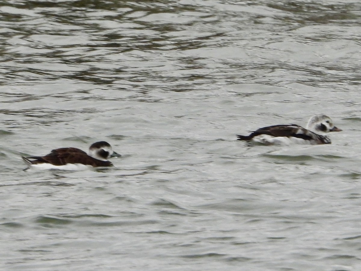 コオリガモ - ML646435106