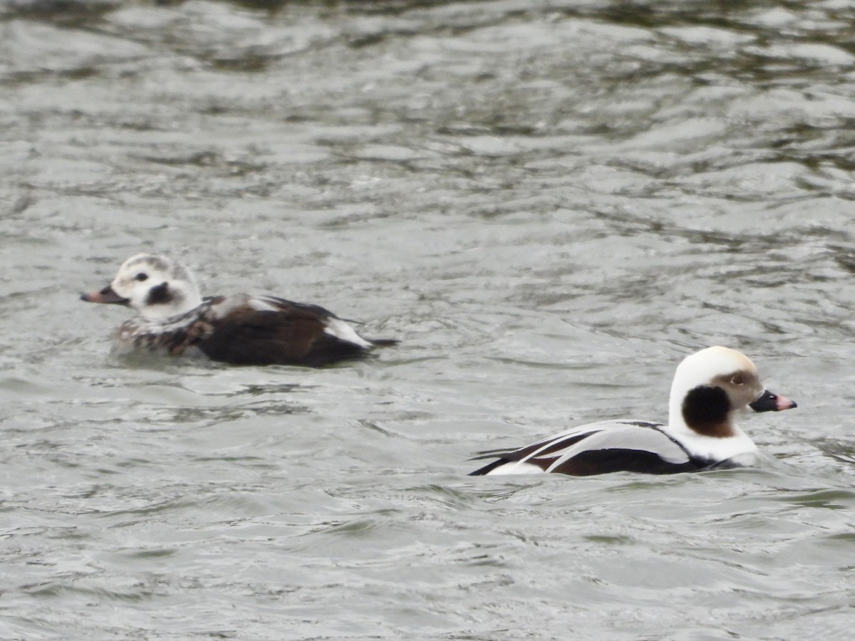 コオリガモ - ML646435107