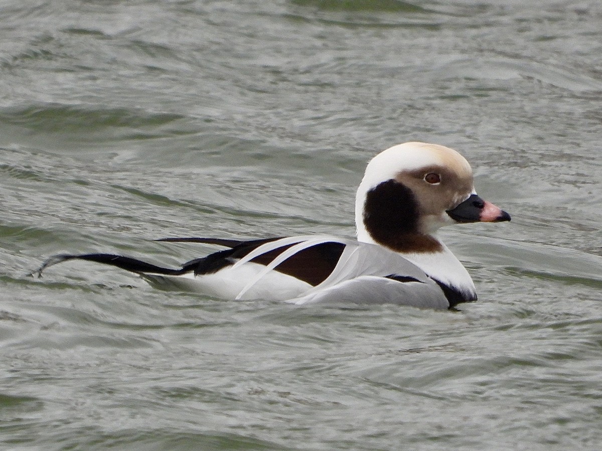 コオリガモ - ML646435108