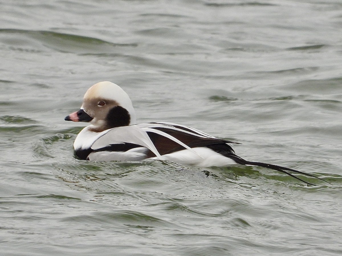 コオリガモ - ML646435109