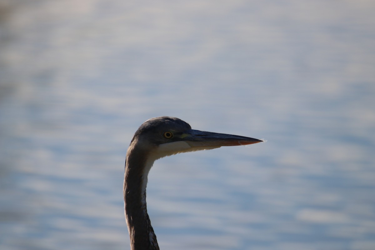 オオアオサギ - ML646435110