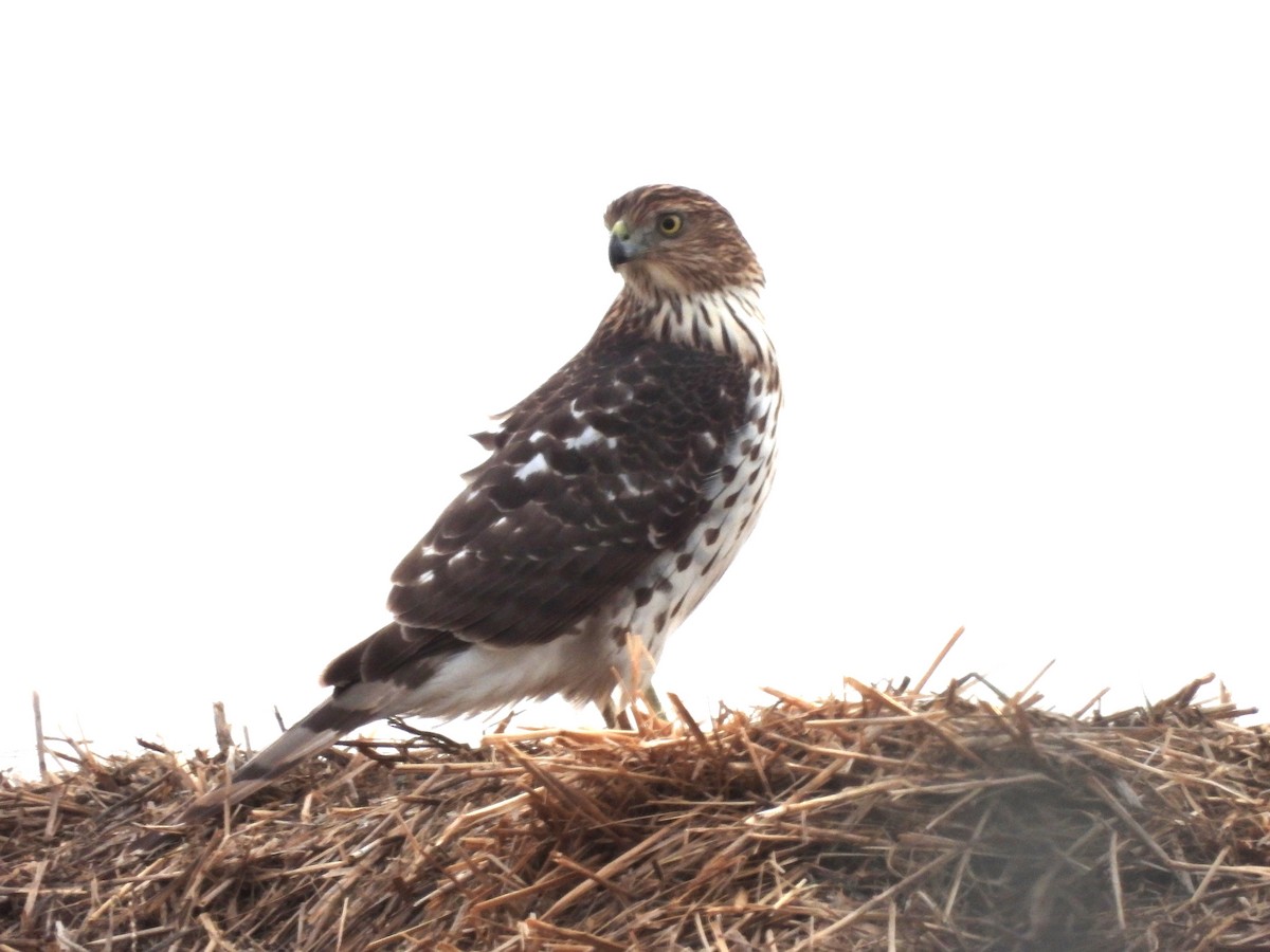 クーパーハイタカ - ML646435112