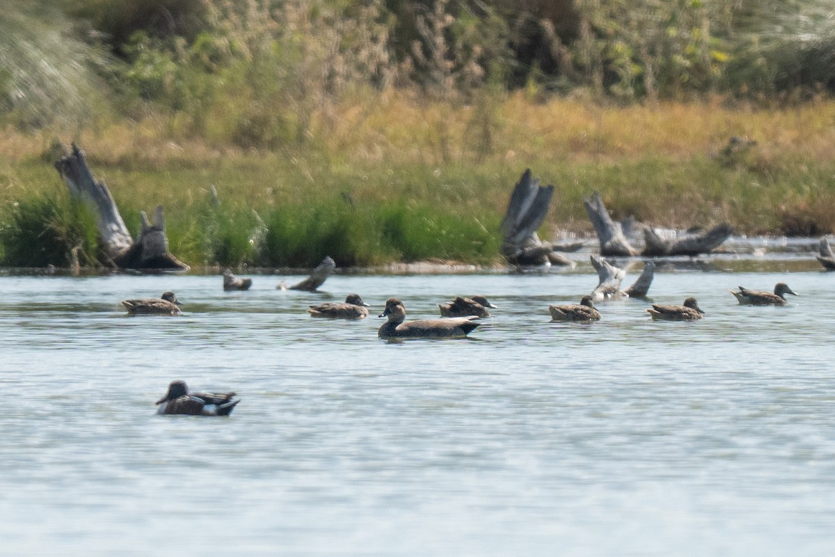 Ánade Friso - ML646435115