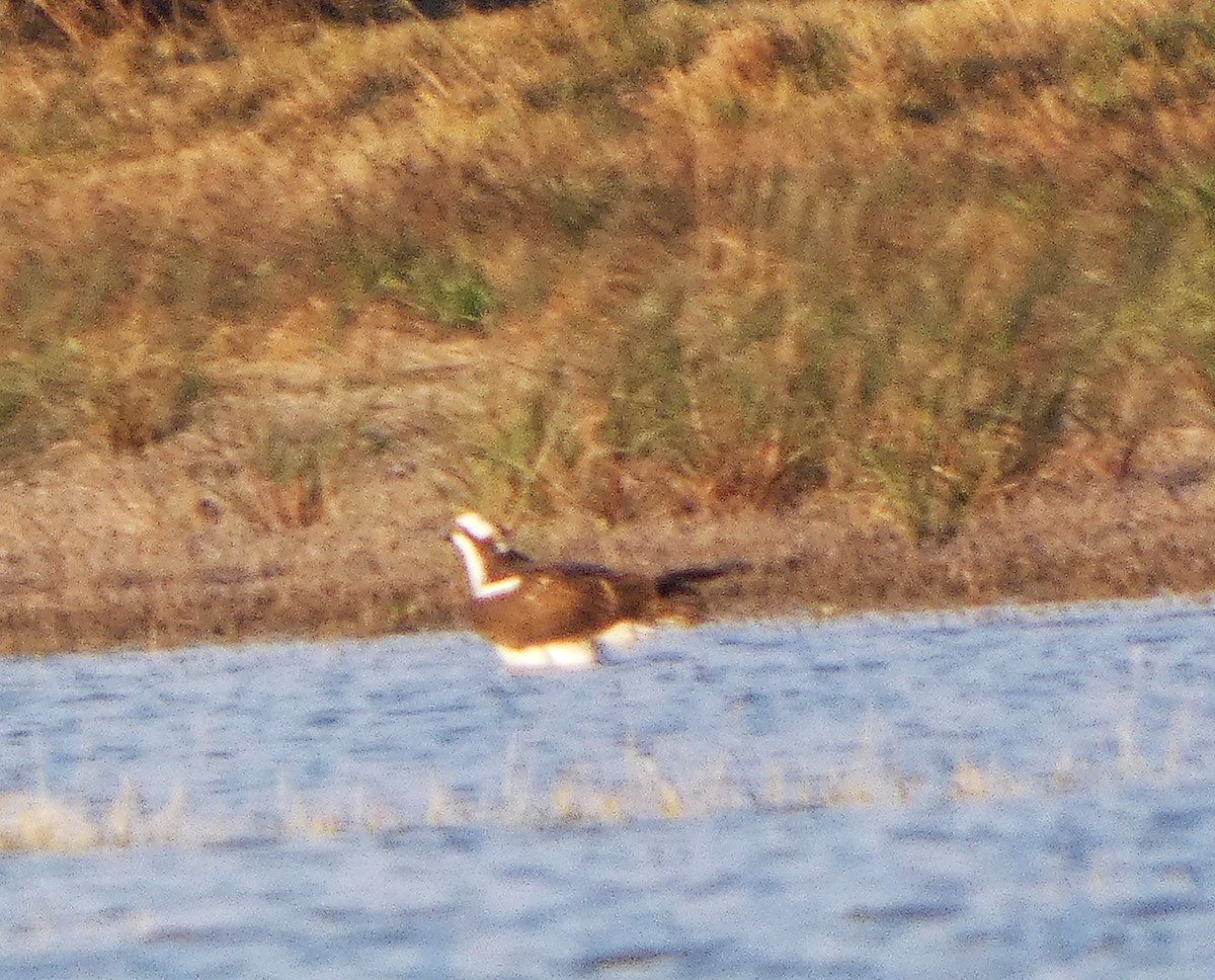 ミサゴ - ML646435116