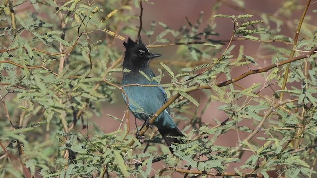 Steller Kargası [diademata grubu] - ML646435117