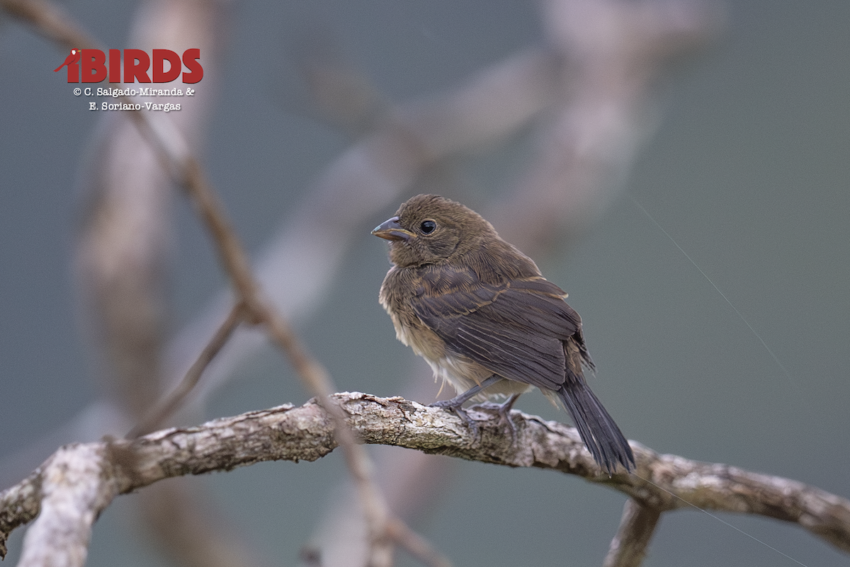 シコンヒワ - ML646435118