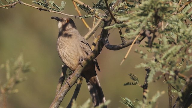 Kıvrık Gagalı Çöpçü - ML646435120