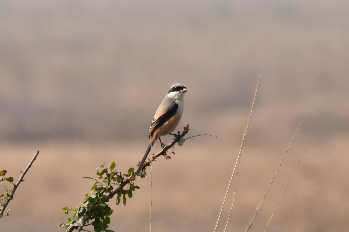 シマアジ - ML646435121