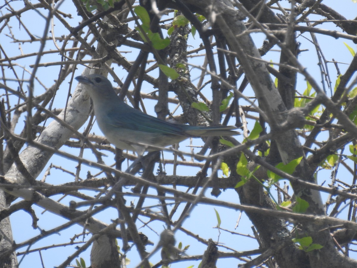Sayaca Tanager - ML646435124