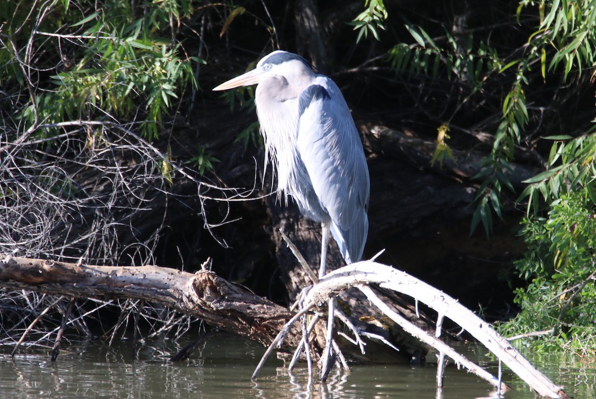 Great Blue Heron - ML646435125