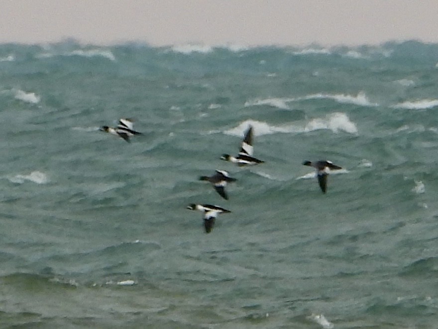 Quattrocchi - ML646435127