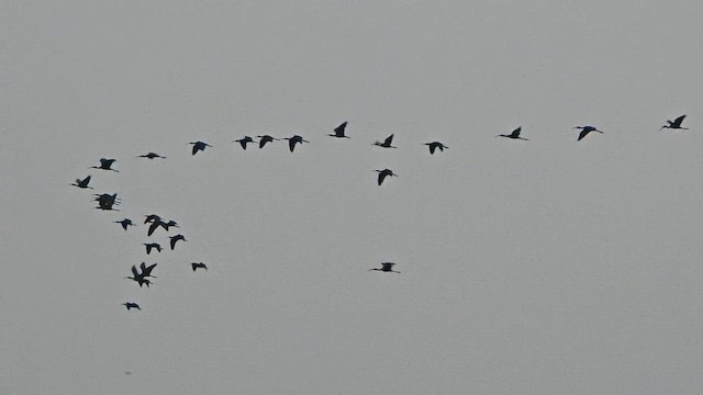 Çeltikçi - ML646435128