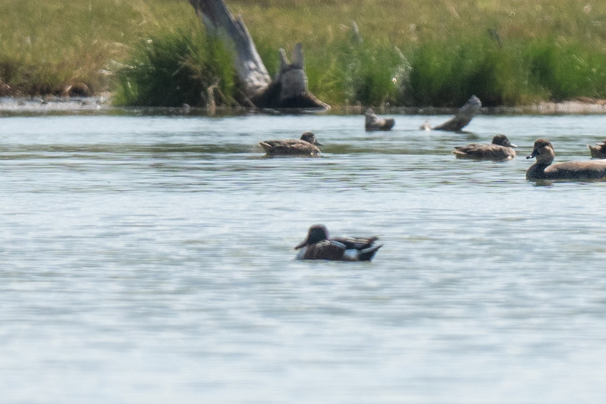 Northern Shoveler - ML646435130