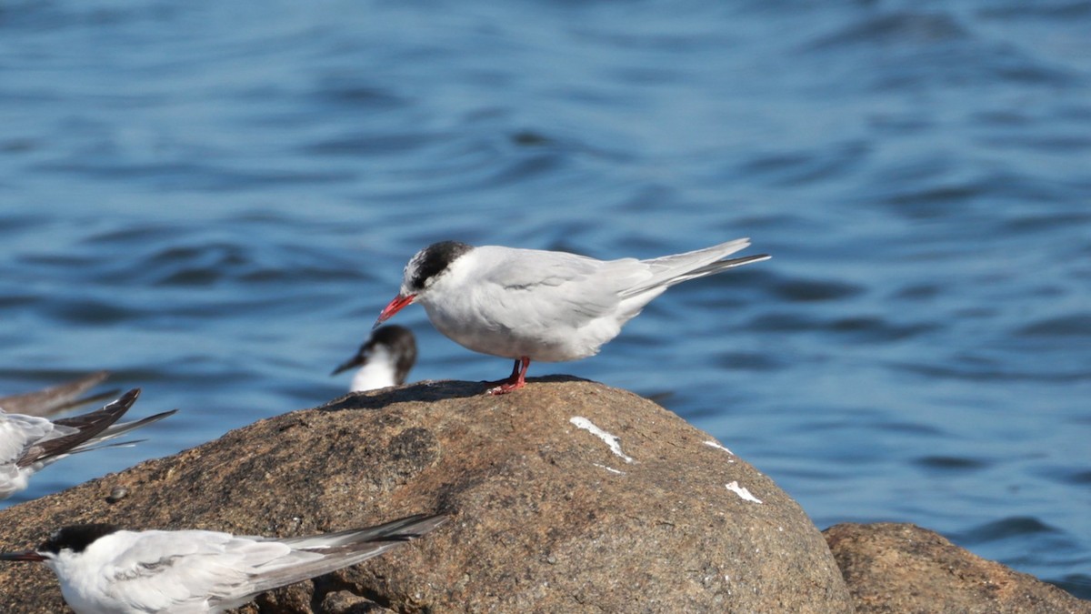 Antarctic Tern - ML646435132