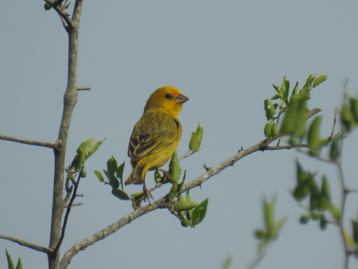 Saffron Finch - ML646435133