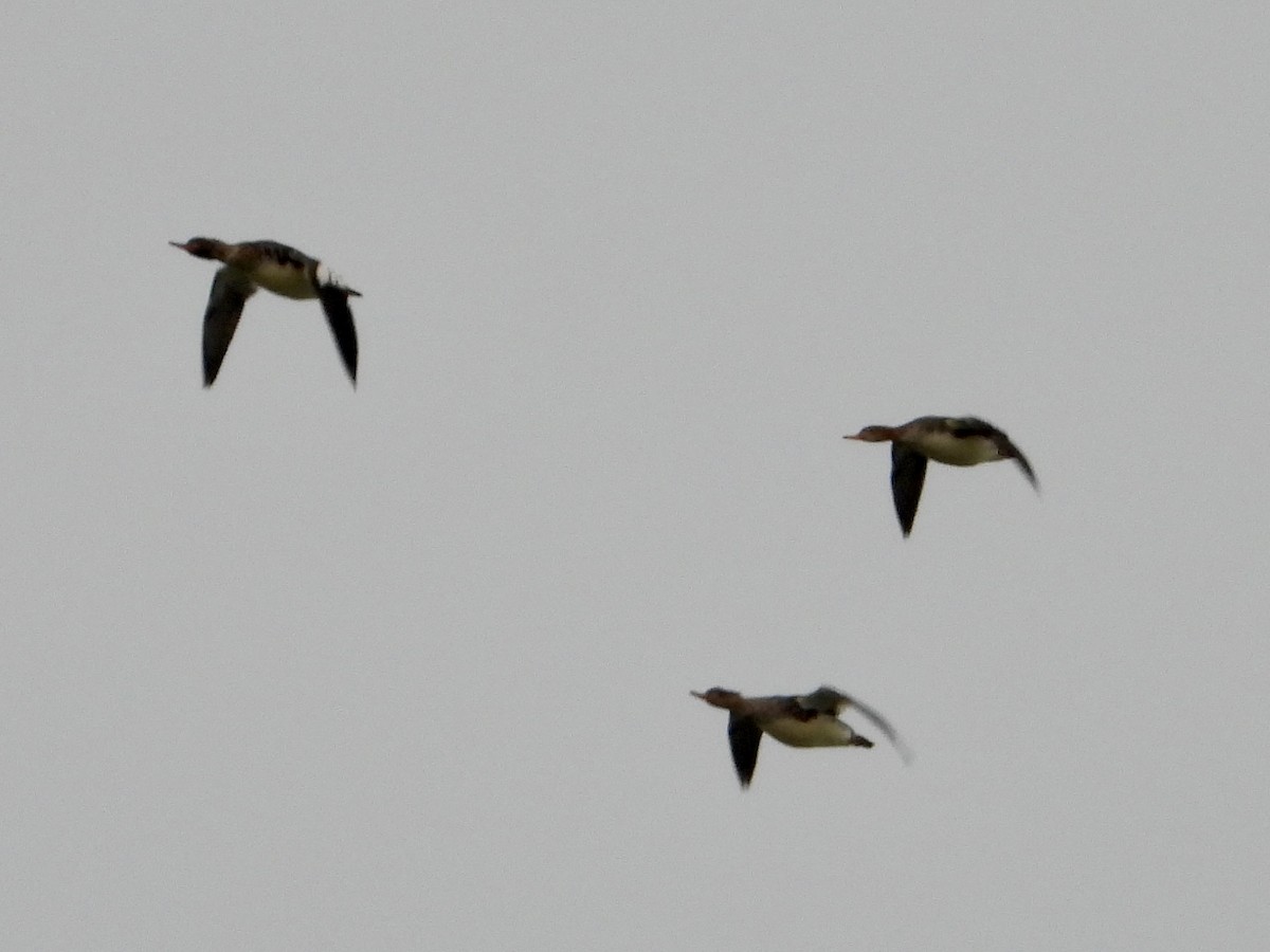 Smergo minore - ML646435135