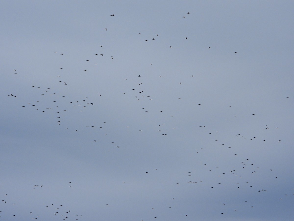 Smergo minore - ML646435136