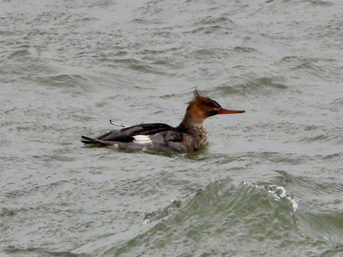 Smergo minore - ML646435137