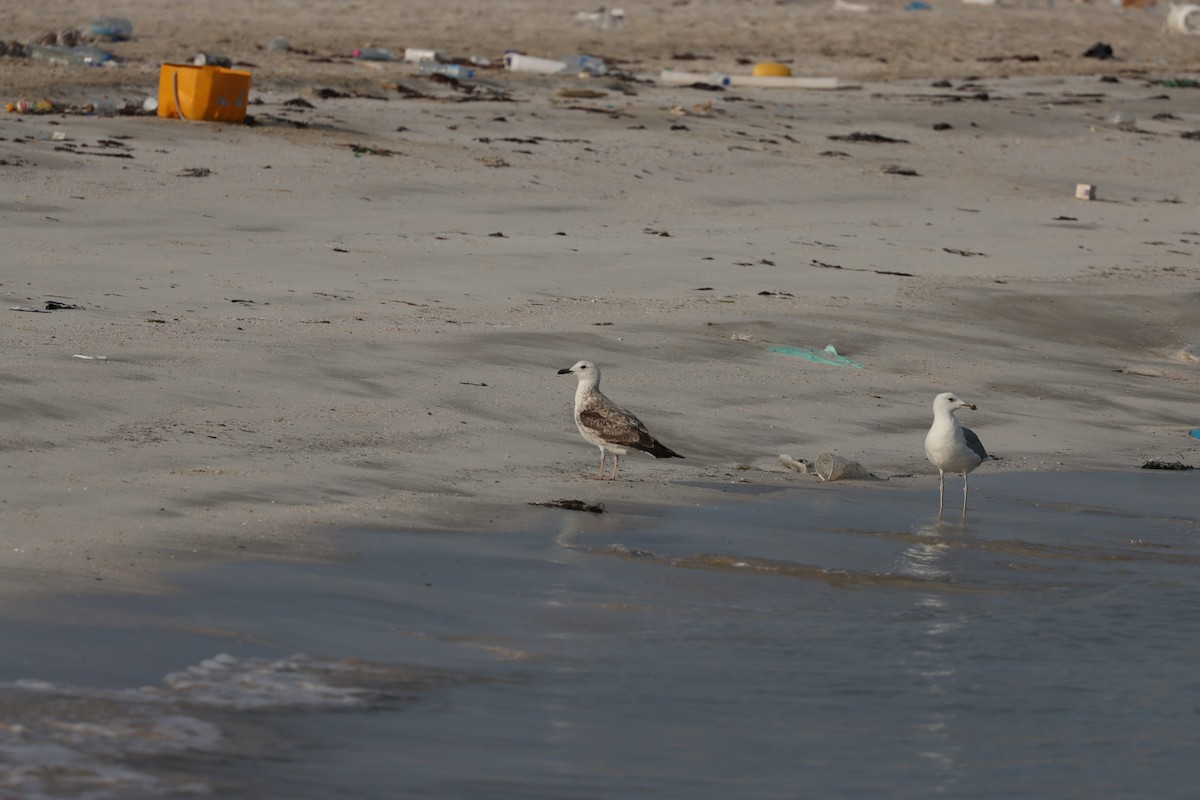 Zafferano - ML646435139