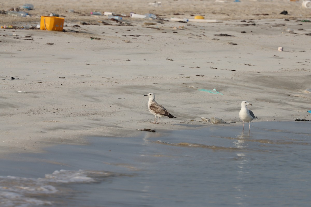 Zafferano - ML646435140