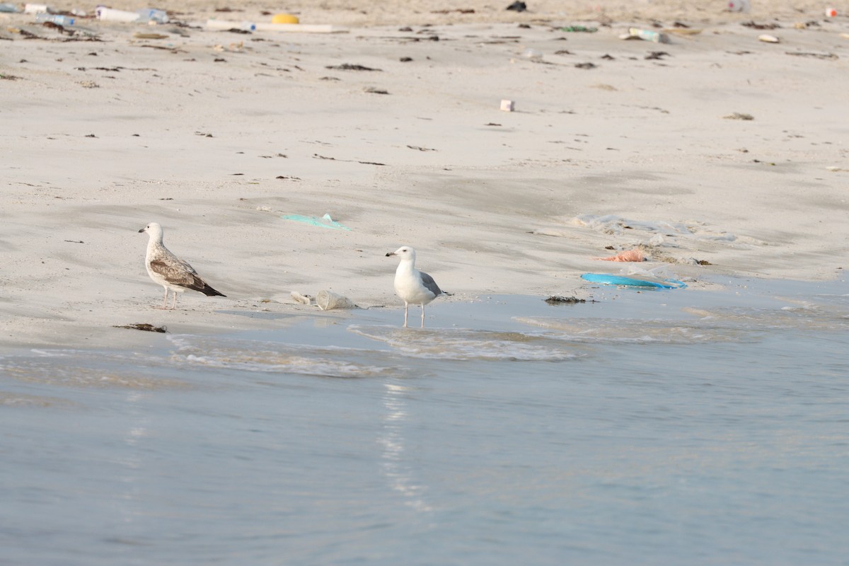 Zafferano - ML646435141