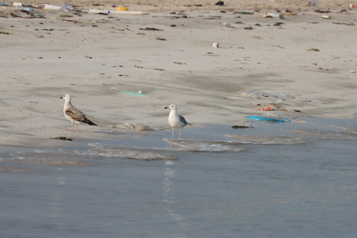 Zafferano - ML646435142