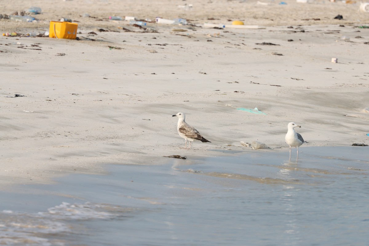 Zafferano - ML646435143