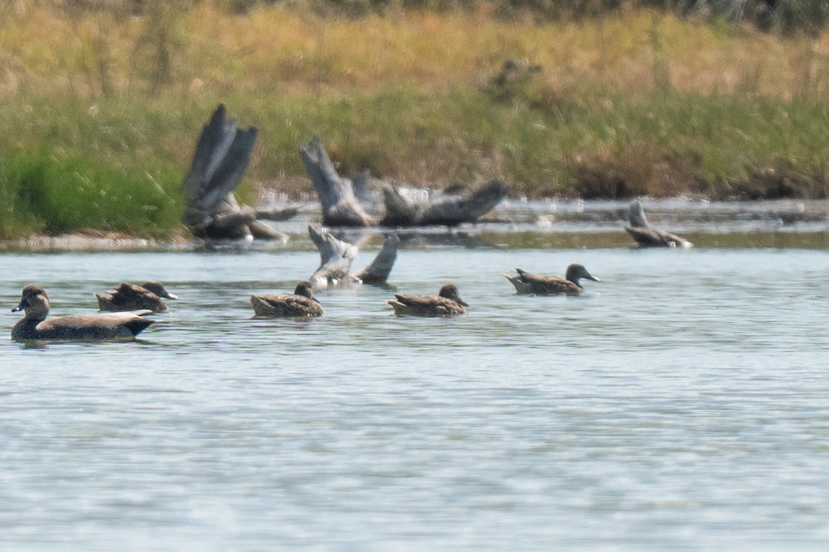 čírka modrokřídlá - ML646435144