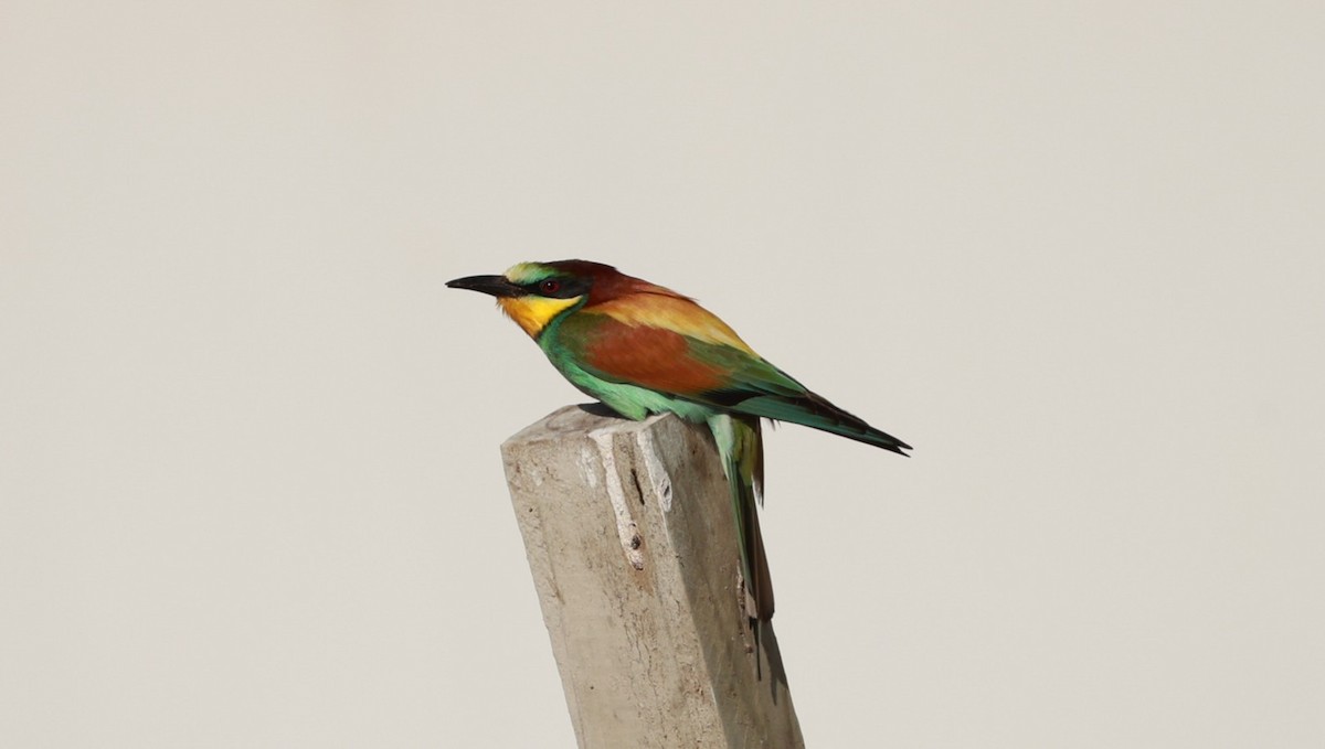 European Bee-eater - ML646435145